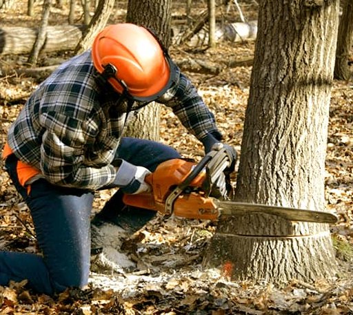 Tree Removal in Edinburg, VA